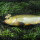 Ловля ЛИНЯ - Top Eight Tench Baits