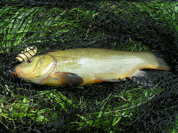 Ловля ЛИНЯ - Top Eight Tench Baits