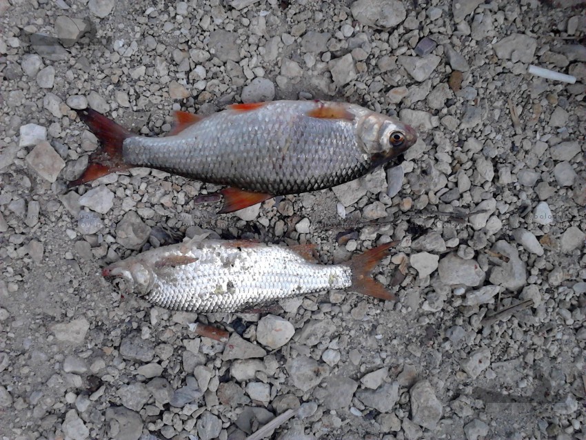 карачуновская краснопёрка