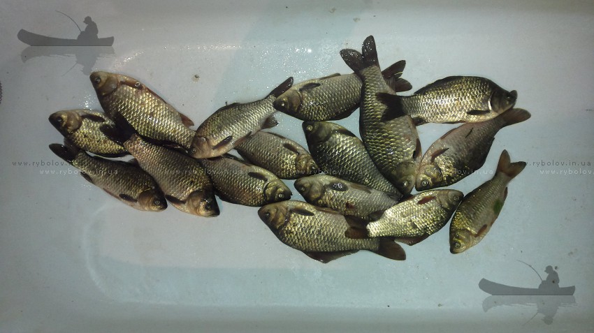 Улов до обеда  