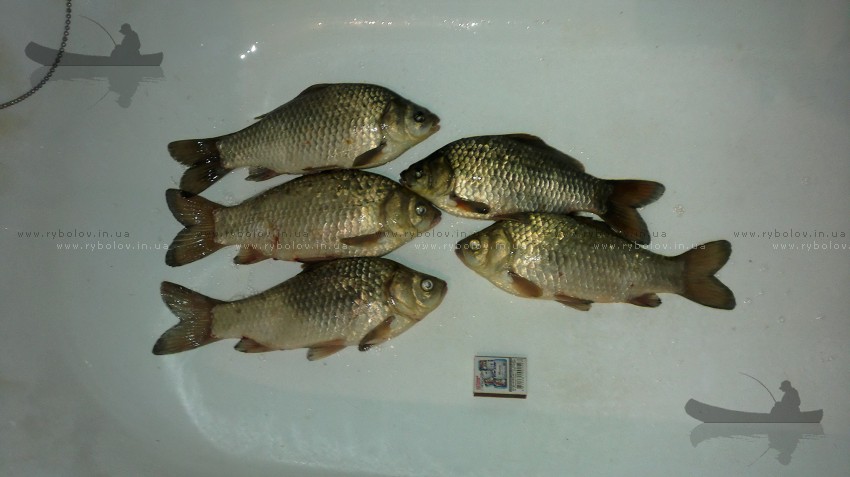 Улов на Старом пароие.....