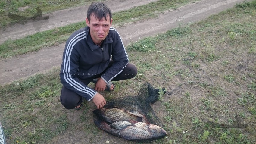 карп и толстолоб