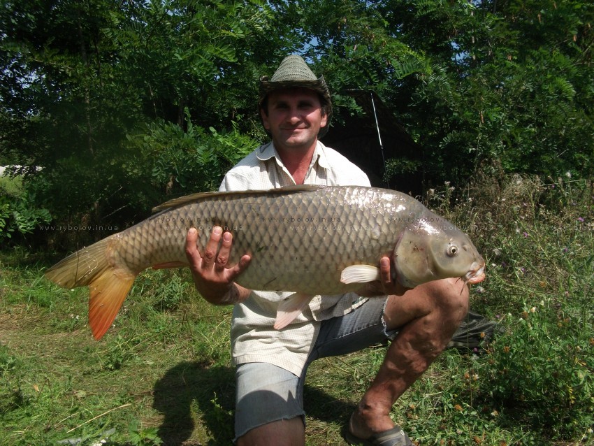 карп весом 12.2кг на кукурузу.