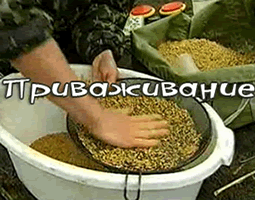 Приваживание карпа