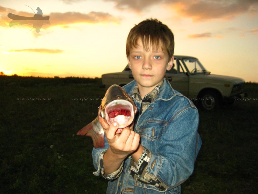 Толстолобик - 1,5