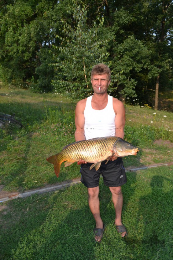 Карп 9,5 кг