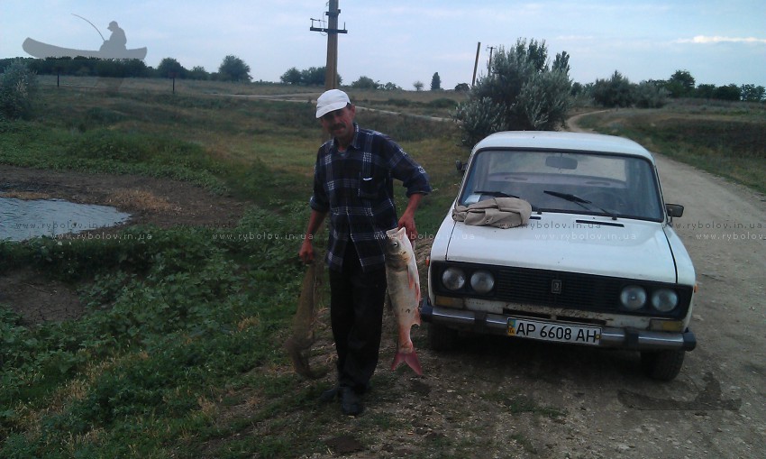 толстолоб 5кг.