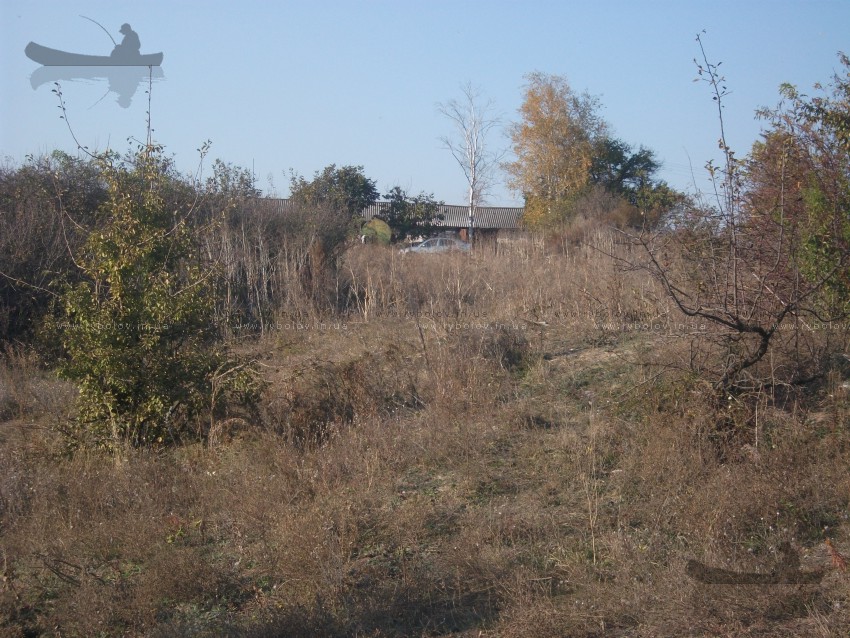 верблюжка