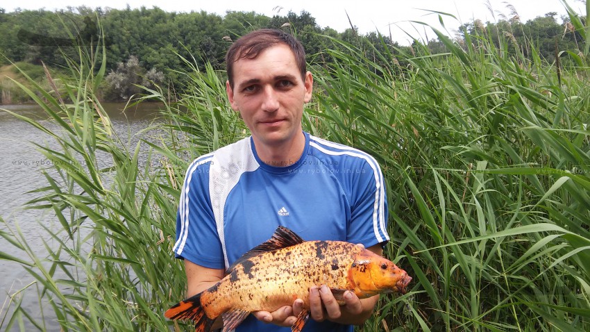 оранжевый карпик кои