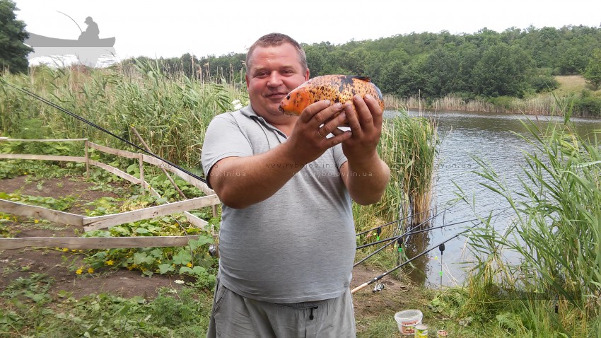 а этот карпик кои совсем малыш