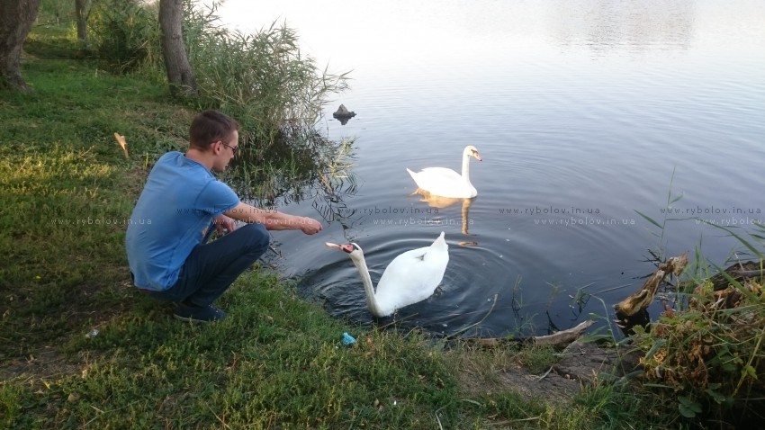 лебеди