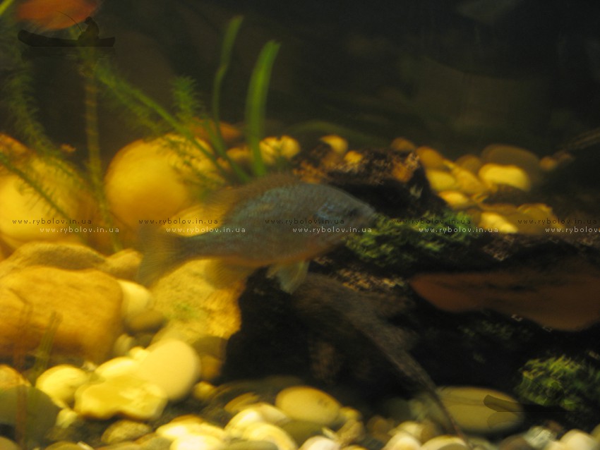 Голубой канадский окунь. Silver-Bass.