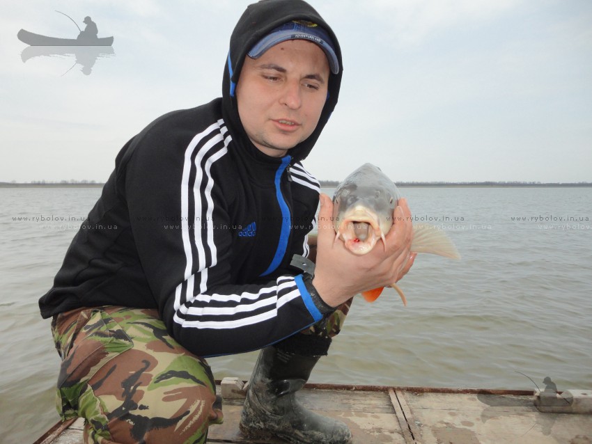 карпуша 
