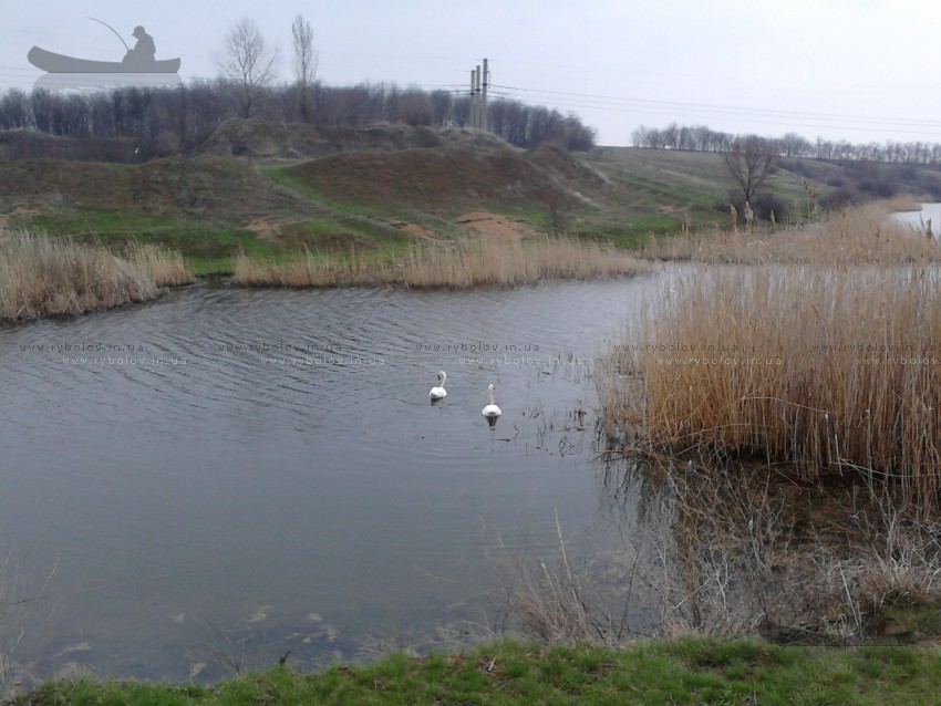 лебеди 