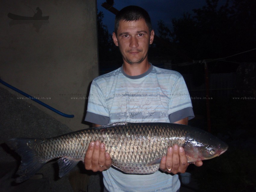 Амур 5,4 кг