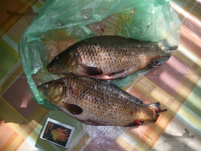 Золотая рыбалка