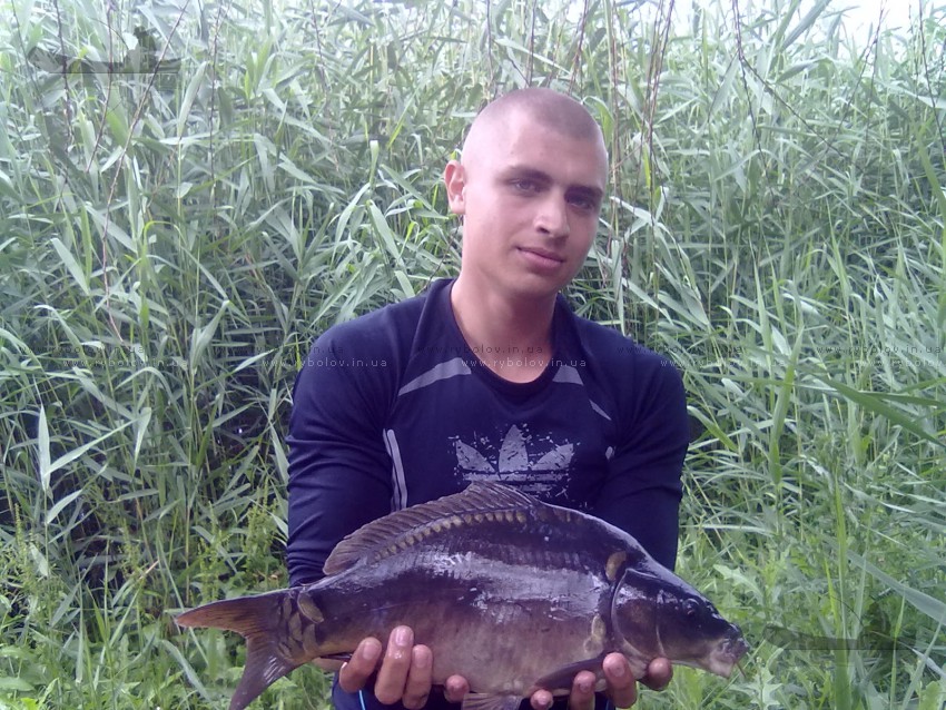 карп на волос