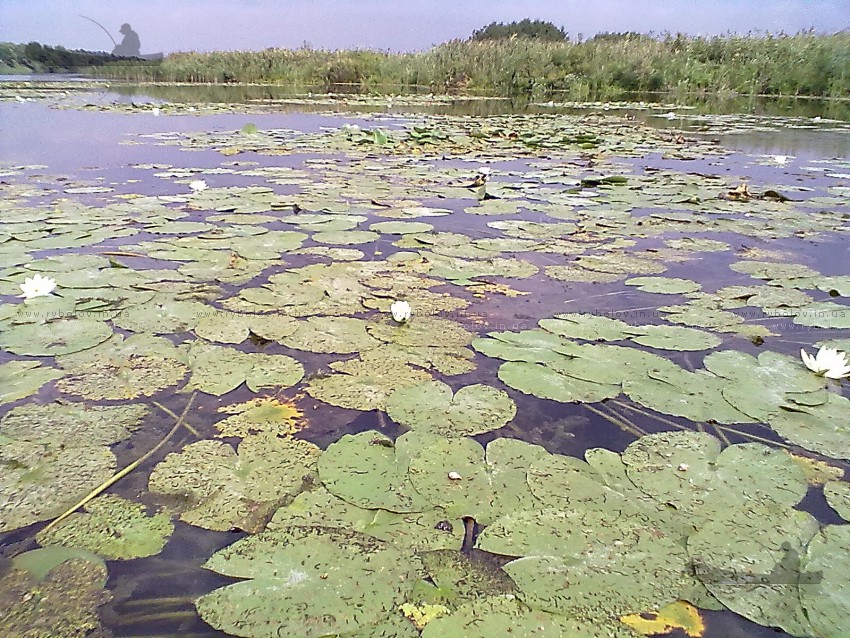 лилия