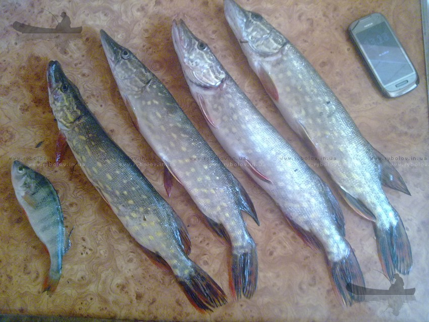 малек